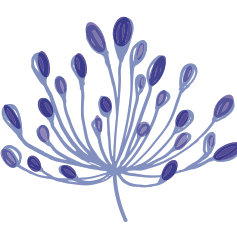 Team Page: TEAM AGAPANTHUS